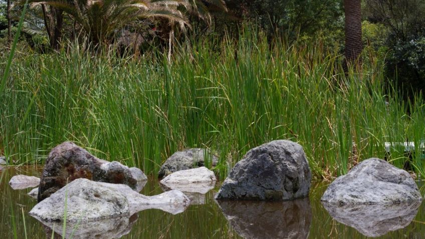 Sedema CDMX destaca creación de 24 humedales en Bosque de Chapultepec