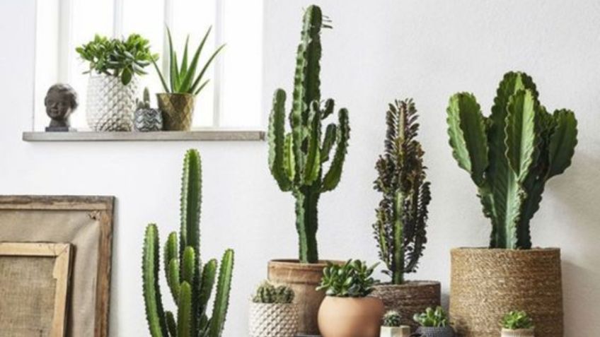 ¿Qué significa que te regalen un cactus?