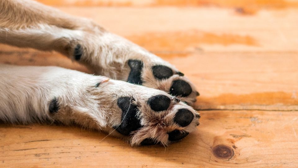 Los animalitos fueron rescatados y serán atendidos por médicos veterinarios