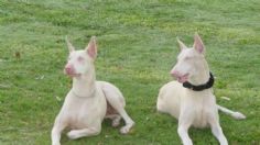 Toma nota: esto es lo que debes saber si tienes un perro albino en tu hogar