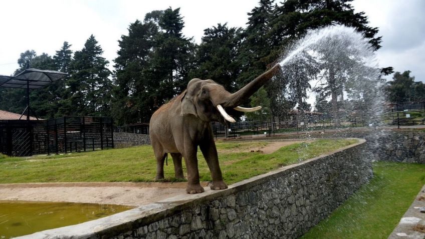 Despiden a Ted, elefante que mojaba a visitantes del zoológico de Zacango