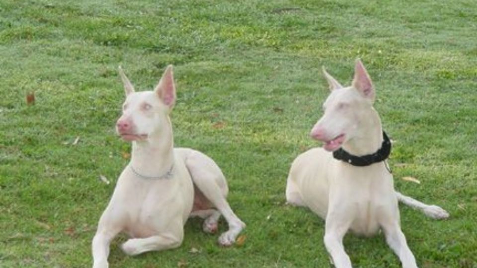 Toma nota: esto es lo que debes saber si tienes un perro albino en tu hogar