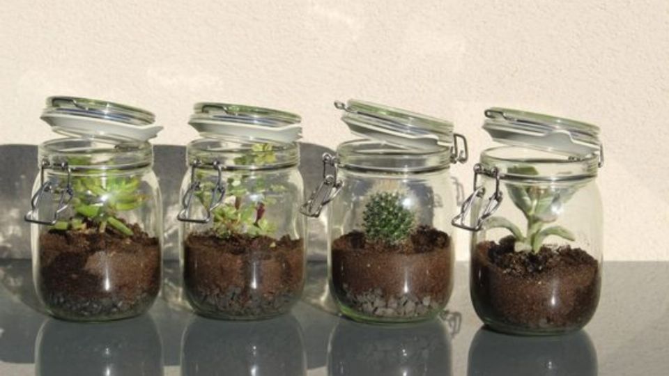 Esta idea es perfecta para espacios pequeños que requieren un toque de naturaleza.