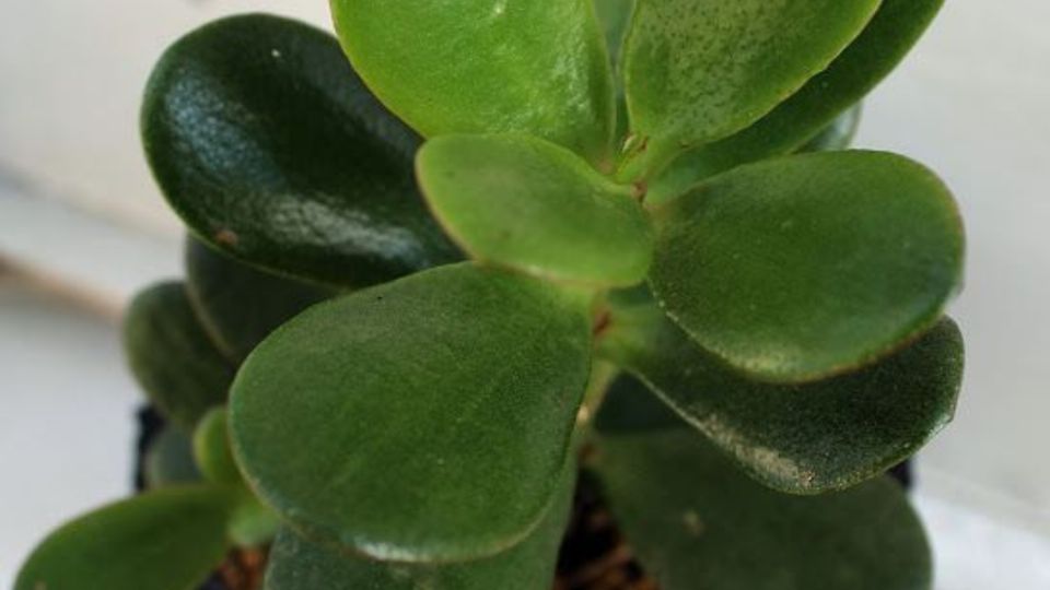 El trucazo con cáscara de papa para que tu árbol de Jade estalle de flores