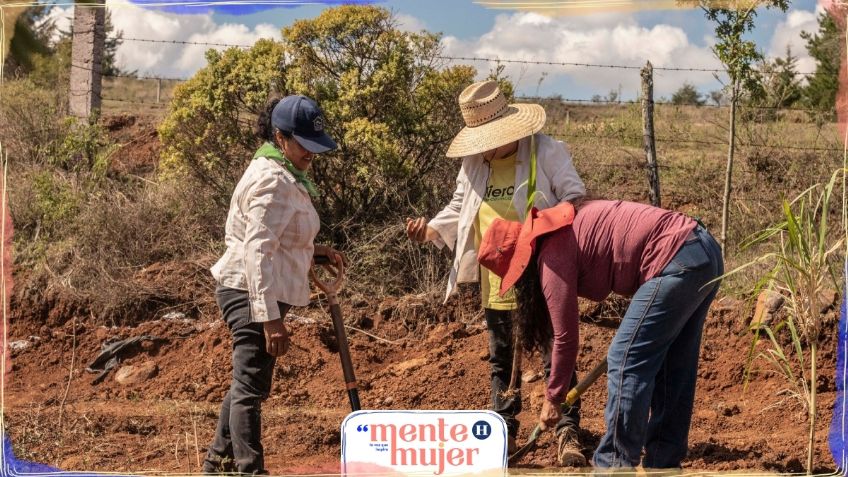 Las chinampas: reviven la práctica