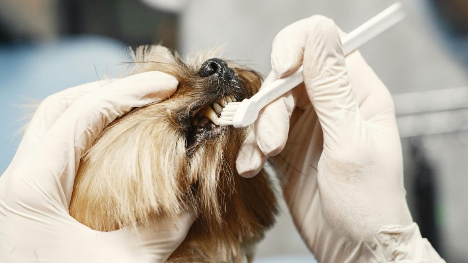 Es importante que laves los dientes de tu perro con el cepillo adecuado