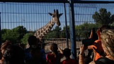 Jirafa Benito llega a Zacatecas en su camino a Africam Safari, minuto a minuto del rescate y traslado