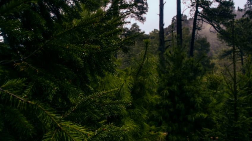 Prevén reforestación de dos mil árboles en paraje "La Cima" en Tlalpan