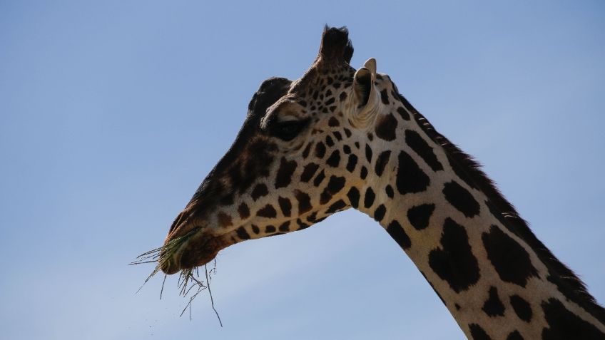 VIDEO Jirafa "Benito" ya convive con su nueva familia en Africam Safari