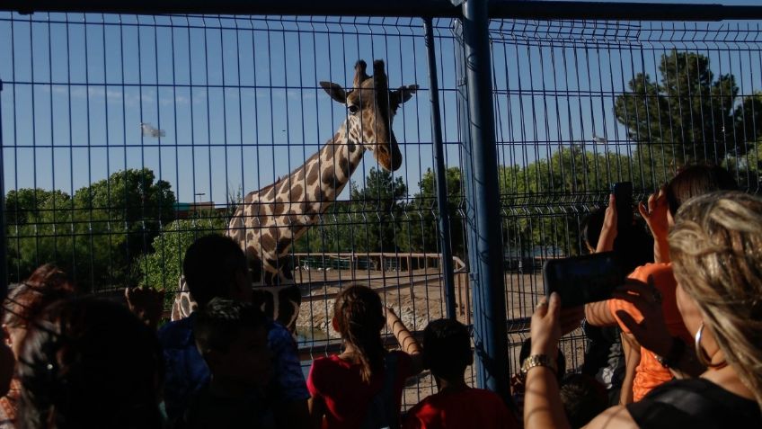 Jirafa Benito llega a Zacatecas en su camino a Africam Safari, minuto a minuto del rescate y traslado