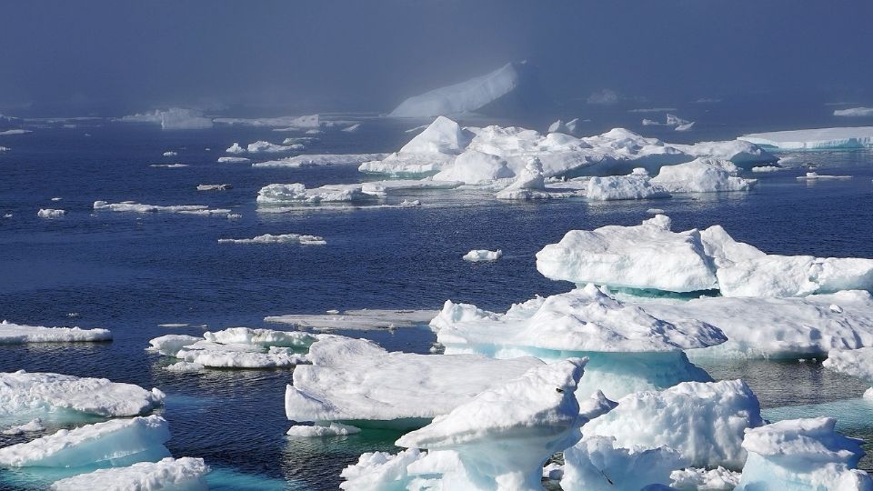 El calentamiento global los podría hacer salir del hielo.