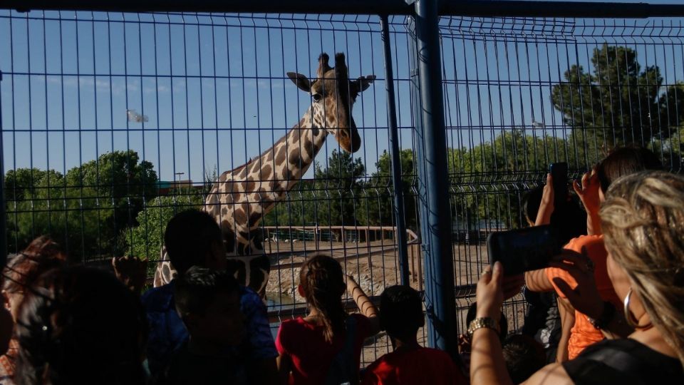 La jirafa Benito se encuentra cada vez más cerca de llegar a su nuevo hogar en Valsequillo, Puebla.