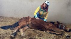 Este santuario en Puebla ha rescatado a más de 300 caballos y burritos maltratados por sus dueños