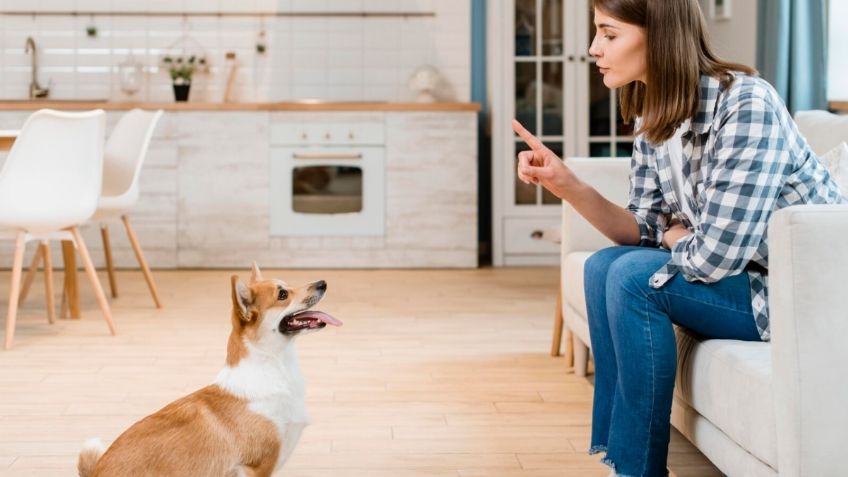 ¿Mi perro puede entenderme? Este es el total de palabras que identifica tu perrito