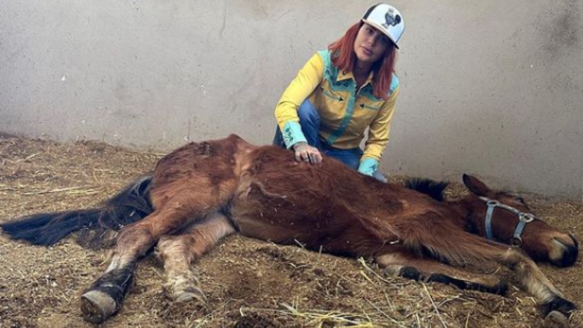 Este santuario en Puebla ha rescatado a más de 300 caballos y burritos maltratados por sus dueños