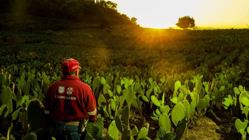 La Sedema CDMX anunció el presupuesto para el programa 2024.