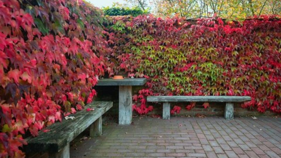 Estas plantas son ideales para crear cercas verdes y llenar de color tu hogar.