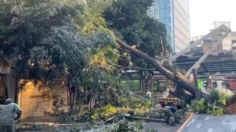 Fuertes vientos derriban árbol de 15 metros en la Colonia del Valle, CDMX