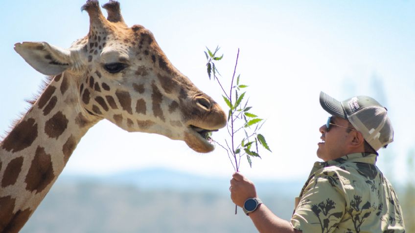 Cuánto costará visitar a jirafa Benito en Africam Safari con descuento INAPAM