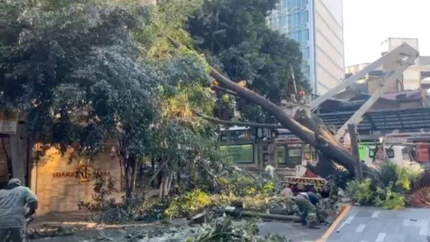 Fuertes vientos derriban árbol de 15 metros en la Colonia del Valle, CDMX