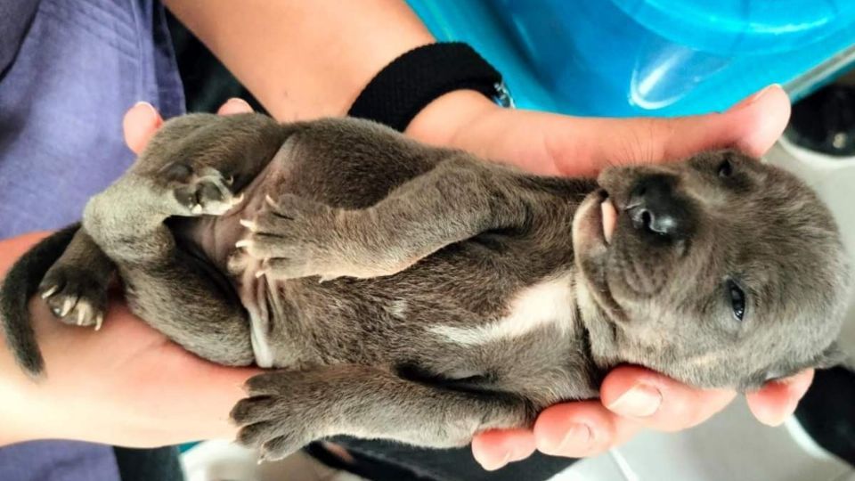 Estos animalitos serán puestos en un ambiente seguro