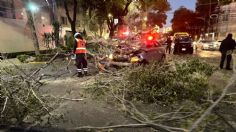 Árbol de 30 metros cae y aplasta un auto con dos pasajeros en alcaldía Benito Juárez