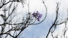 ¿Jacarandas en enero? Este mapa te dice donde localizarlas en CDMX