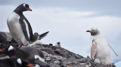 FOTOS: Encuentran raro pingüino tan blanco como la nieve en la Antártida