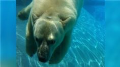 Zoológico de Guadalajara esclarece acusaciones contra el supuesto maltrato a la osa polar Ágatha