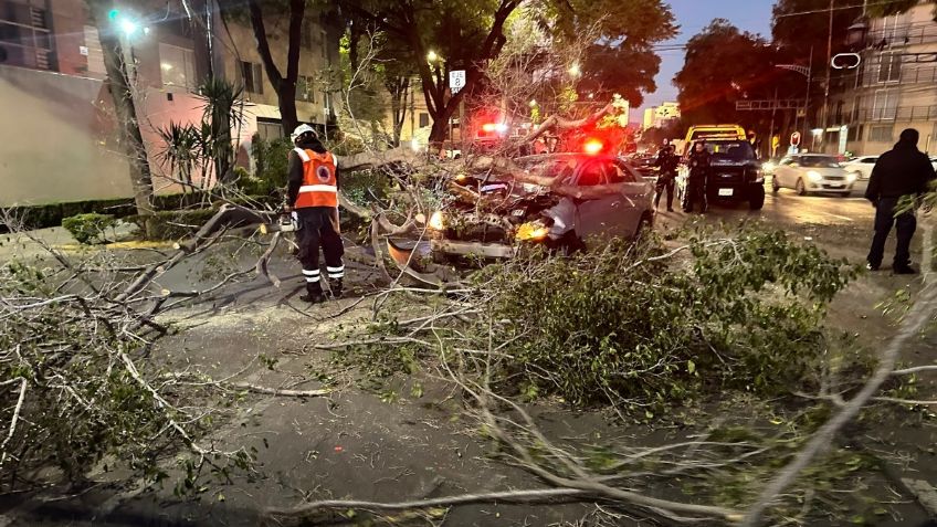 Árbol de 30 metros cae y aplasta un auto con dos pasajeros en alcaldía Benito Juárez