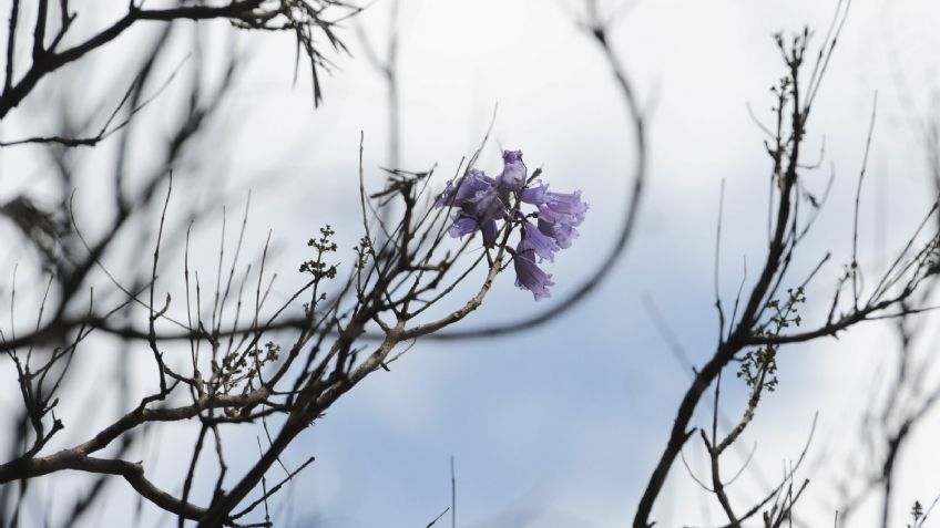 ¿Jacarandas en enero? Este mapa te dice donde localizarlas en CDMX