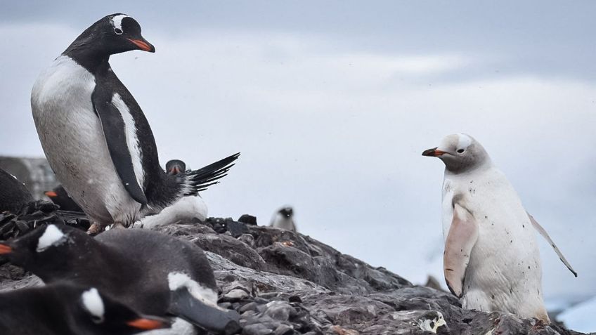 FOTOS: Encuentran raro pingüino tan blanco como la nieve en la Antártida