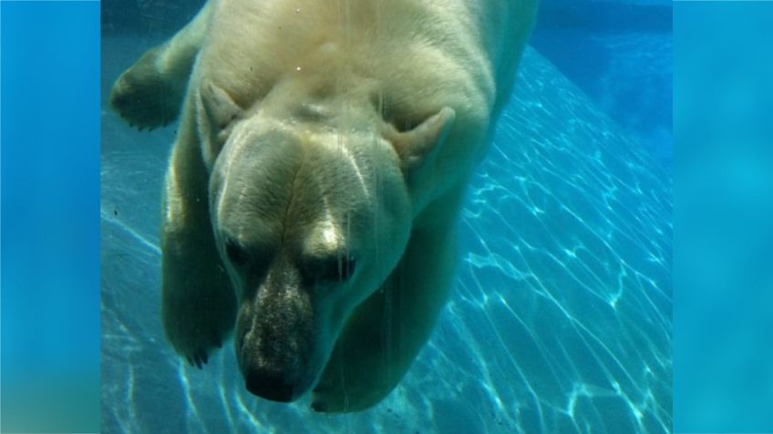 Zoológico de Guadalajara esclarece acusaciones contra el supuesto maltrato a la osa polar Ágatha