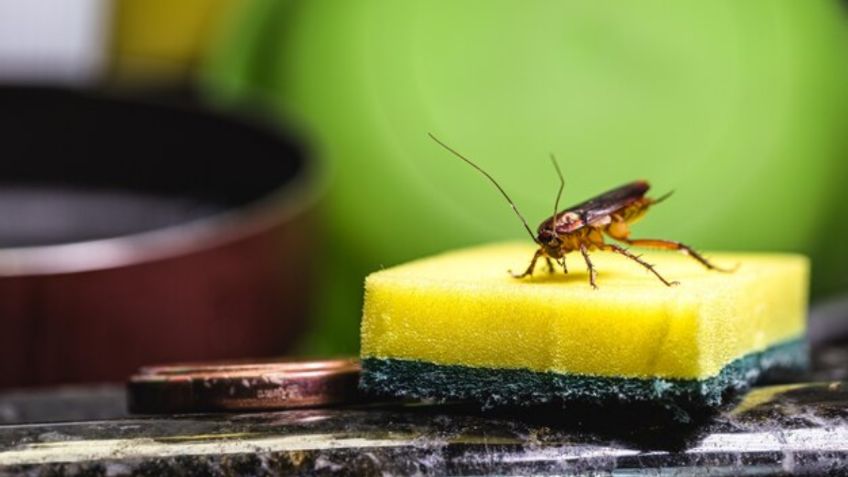 3 olores naturales que alejarán definitivamente a las cucarachas de tu cocina