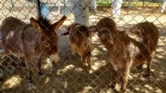 Se queda sin animales el zoológico Parque Central de Ciudad Juárez