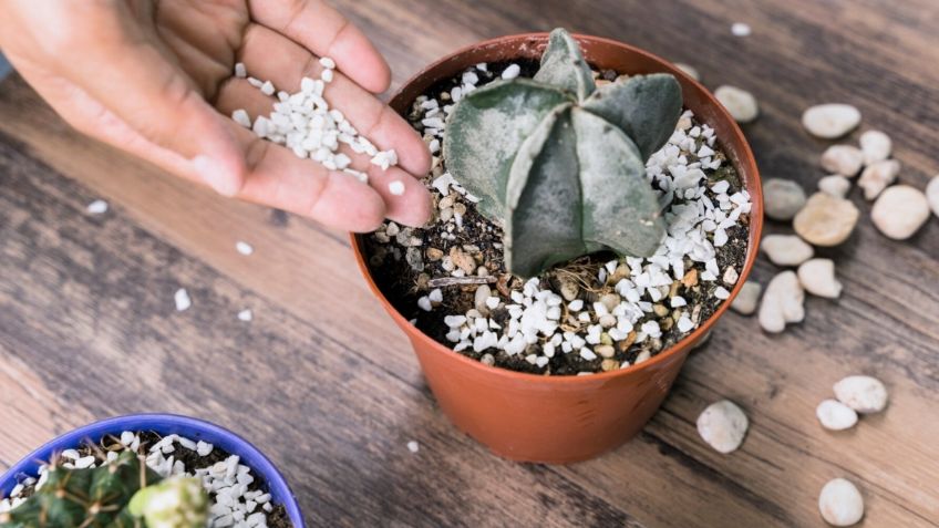 ¿Cuáles son los beneficios de usar piedras en las macetas?