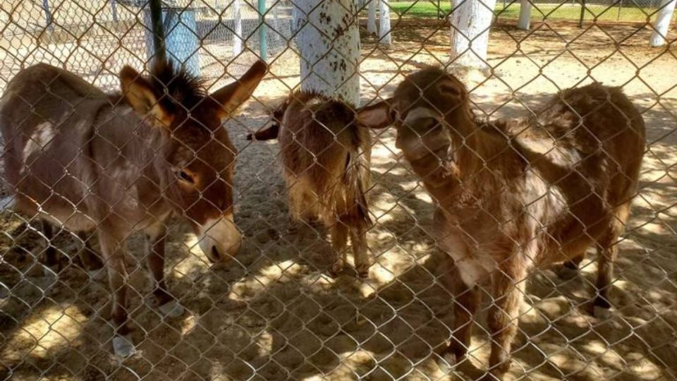 Activistas por el medio ambiente denunciaron las condiciones en las que vivían los burritos y otros animales de granja.