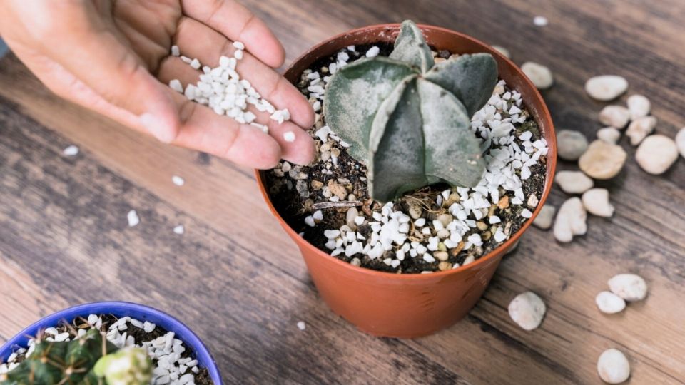 Muchas personas usan piedras para cuidar sus plantas