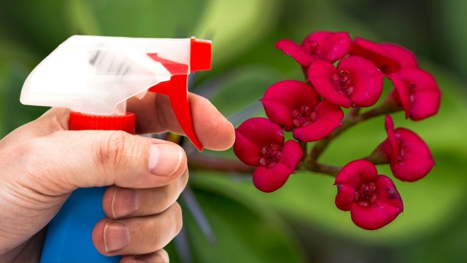 Siguiendo estos trucos, tu planta podrá crecer fuerte y bella