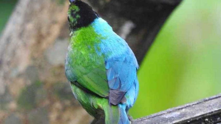 El extraño pájaro mitad hombre y mitad hembra que fue hallado en Colombia