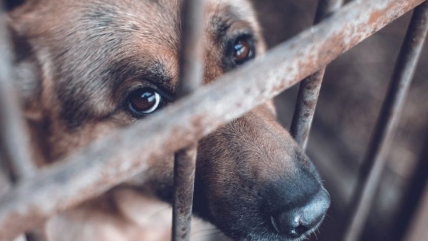 Sujeto pelea con su vecino y asesina a puñaladas a su perrito