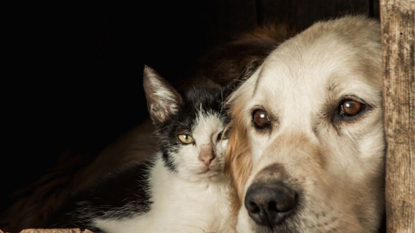 Son mejores los perros o los gatos: la IA tiene la respuesta