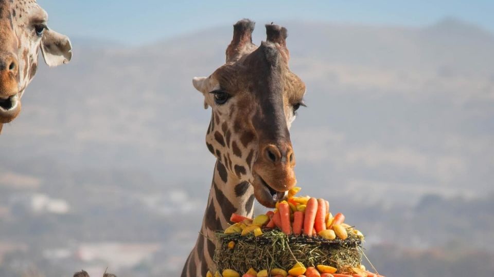 Benito llegó a Africam Safari procedente de Ciudad Juárez