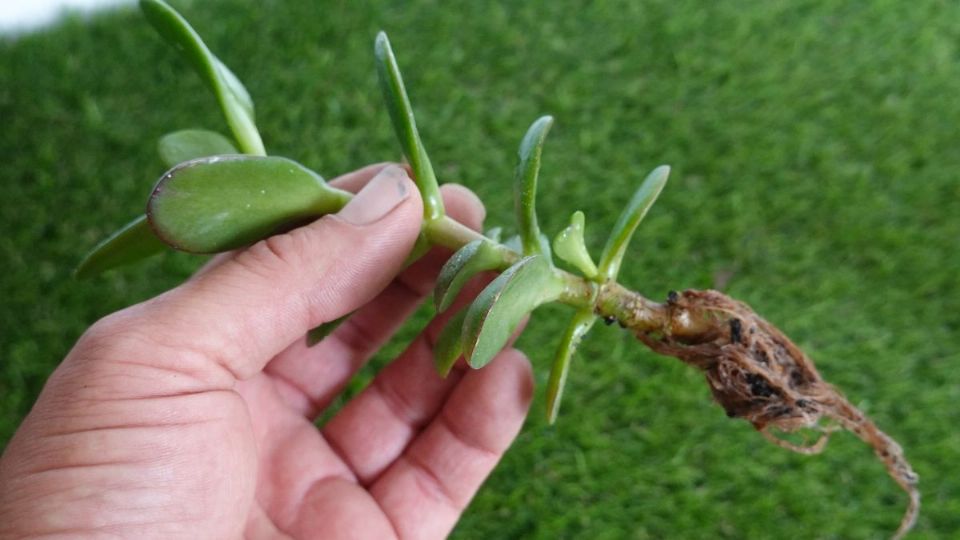 Este es el modo de que la energía del árbol de Jade, se multiplique