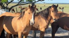 Uruguay confirma el primer caso de encefalitis equina en una persona