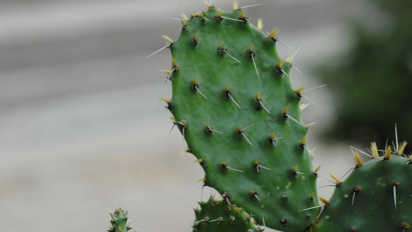 Siembra tu propio nopal en casa y olvídate de gastar con el alza de precios