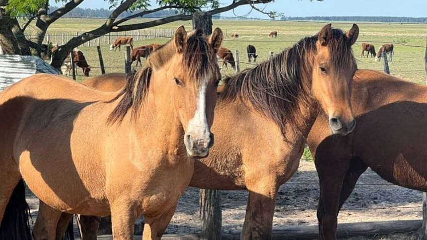 Uruguay confirma el primer caso de encefalitis equina en una persona