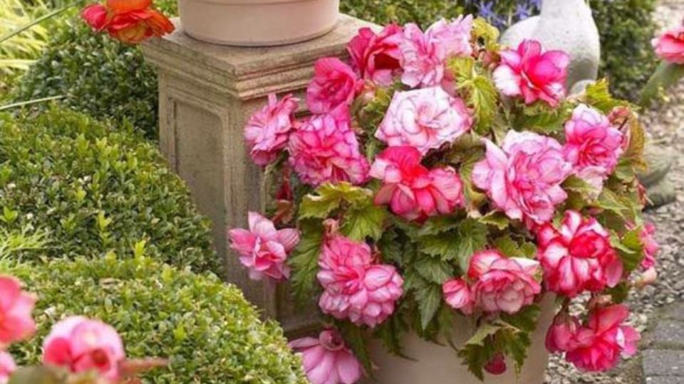 Estas flores será ideales para tener un jardín colorido todo el tiempo.