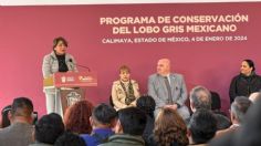 Edomex y EU colaboran para proteger al lobo gris mexicano: Delfina Gómez celebra el envío del primer ejemplar