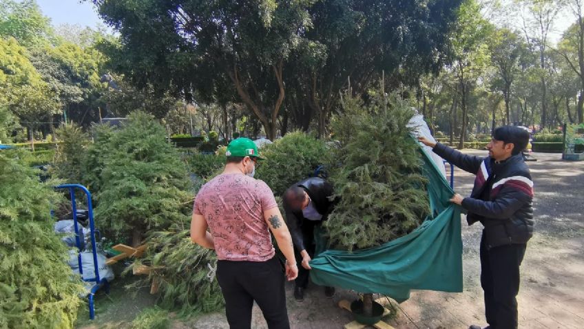 ¿Dónde desechar tu árbol de Navidad sin afectar al medio ambiente en la CDMX?